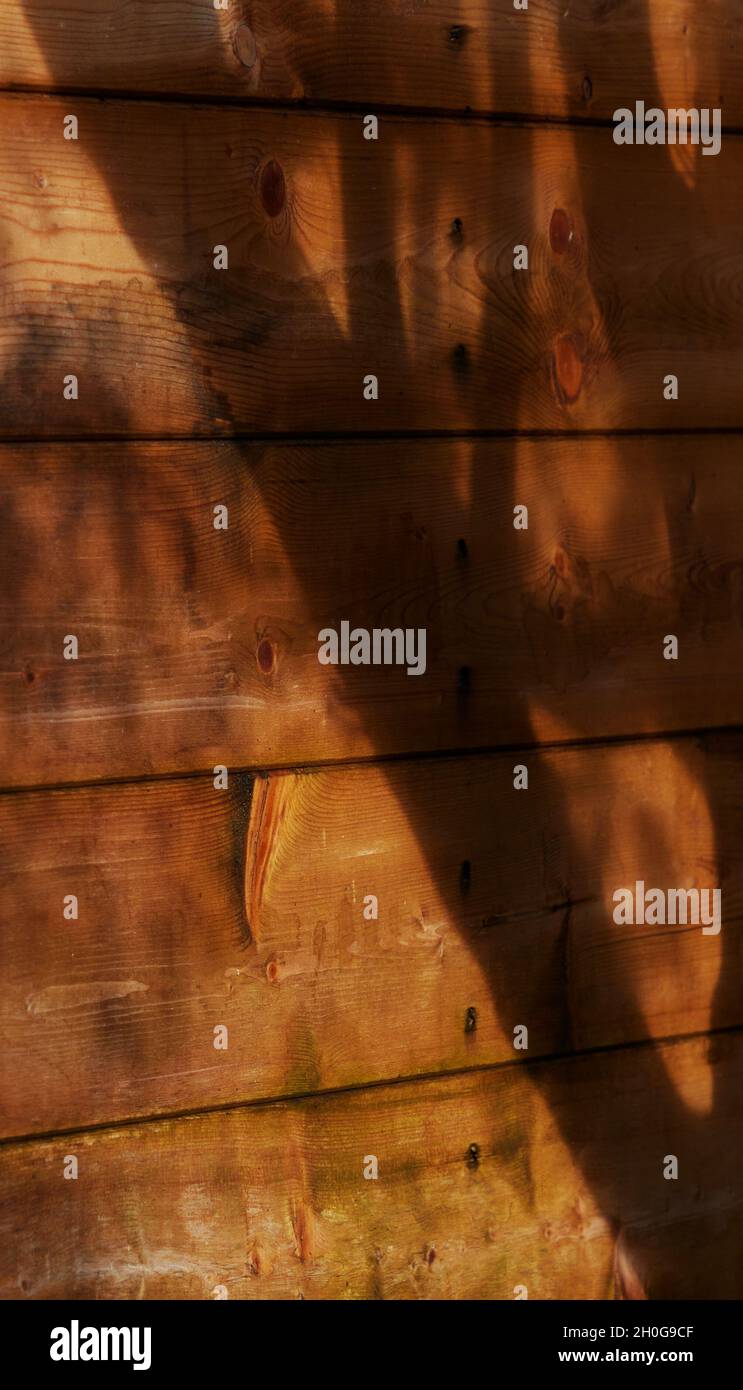 Ombra di albero che si riflette sul colore dorato dell'esterno di un muro di legno. Foto Stock