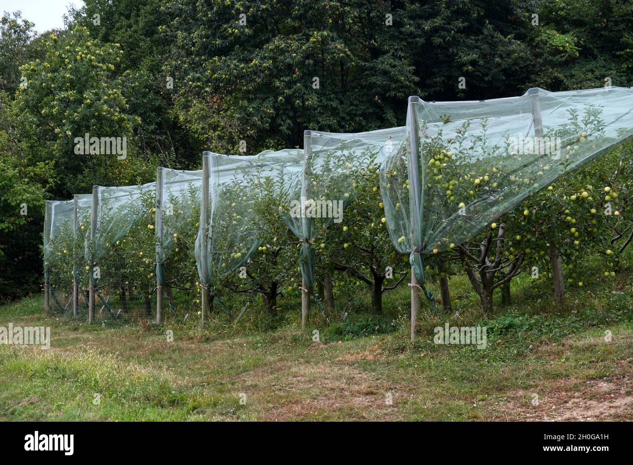 coltivazione biologica intensiva di mele ricoperte di rete antiparassitaria antigrandine Foto Stock
