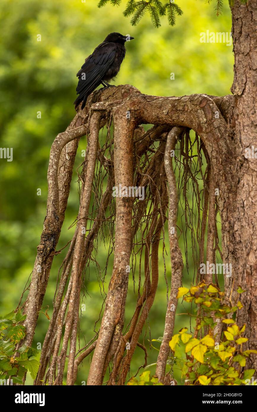 Crow americano (Corvus brachyrhynchos) sulle radici gnarled - Port Hardy, Vancouver Island, British Columbia, Canada Foto Stock