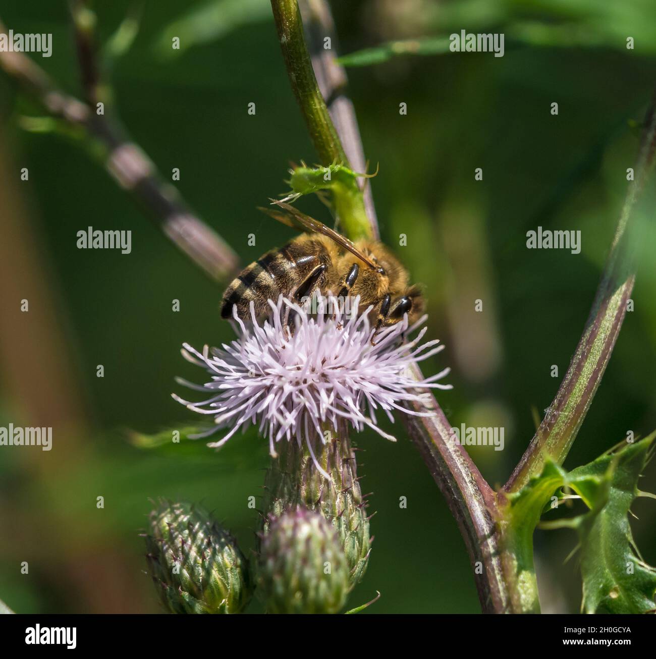 Un closeup ape selvaggia su un cardo scraper comune in estate a saarland germania, spazio copia Foto Stock