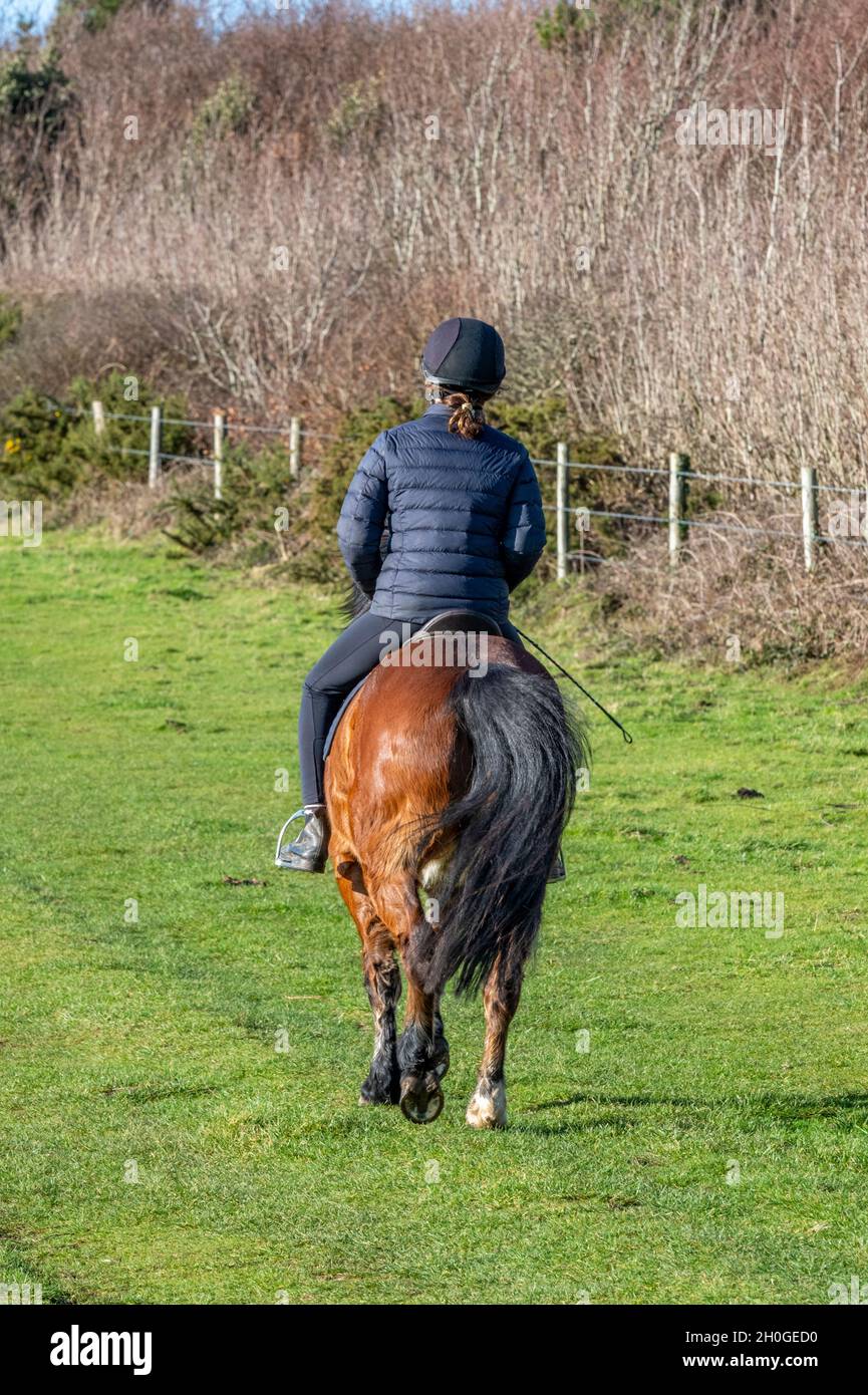 giovane donna che cavalca un pony o un cavallo da sola in campagna cavalcando un piccolo pony su un campo hacking. happy hacker cavallo rider jockey. pony montato Foto Stock
