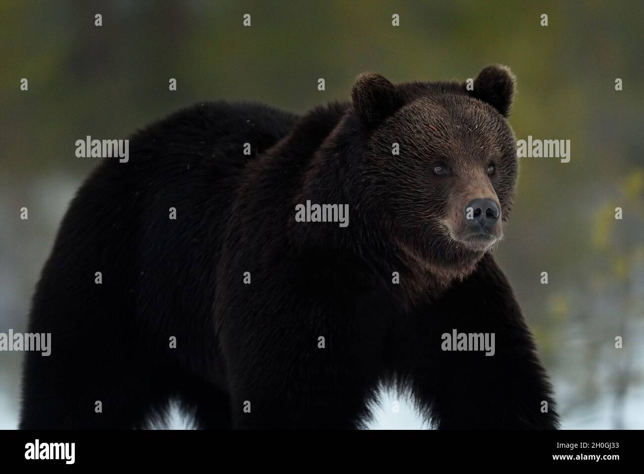 Orso marrone in pelliccia d'inverno Foto Stock