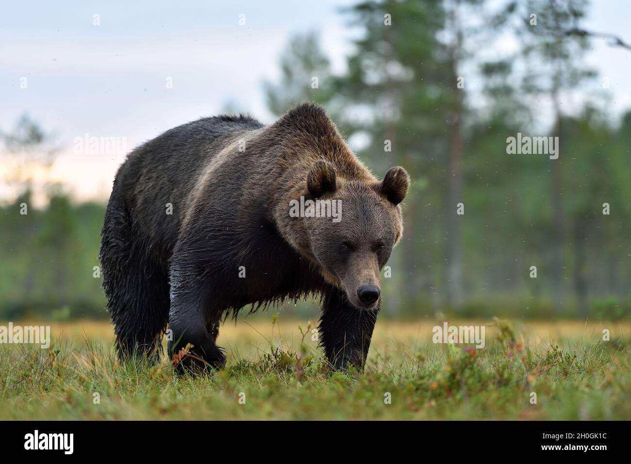 orso bruno (ursus arctos) nella palude in estate, posa potente Foto Stock