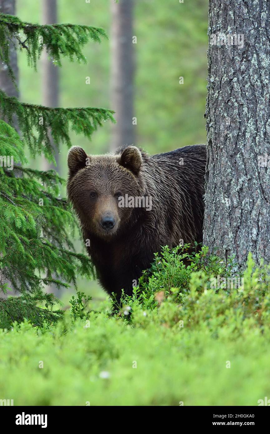 Orso bruno guardando da dietro un albero in una foresta di taiga alla sera d'estate. Pelliccia bagnata. Piovoso. Habitat naturale. Natura nordica. Foto Stock