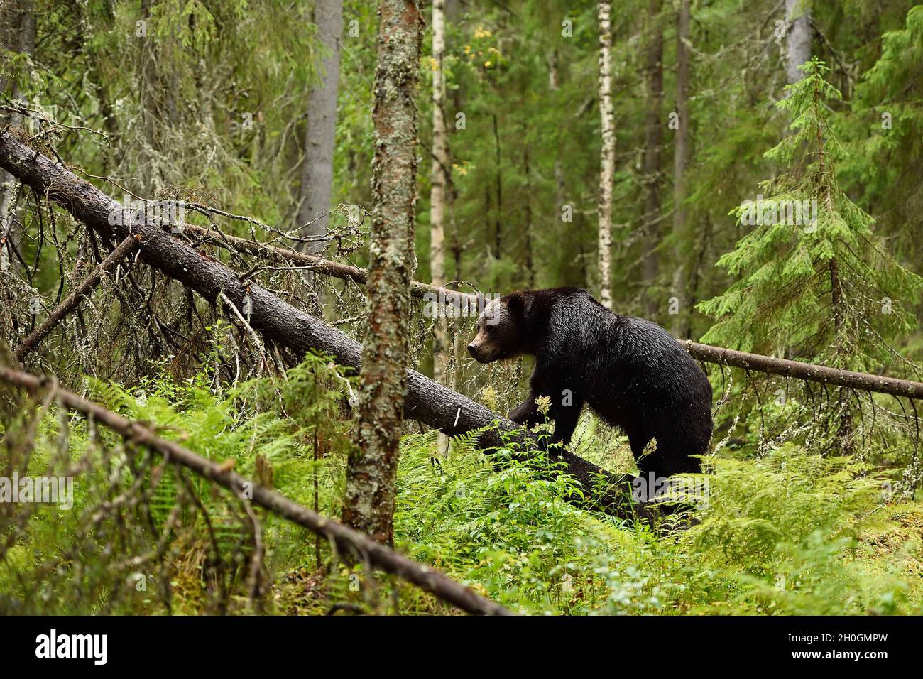 L'orso bruno cammina su un albero caduto nella foresta primordiale. Orso nella foresta. Foto Stock