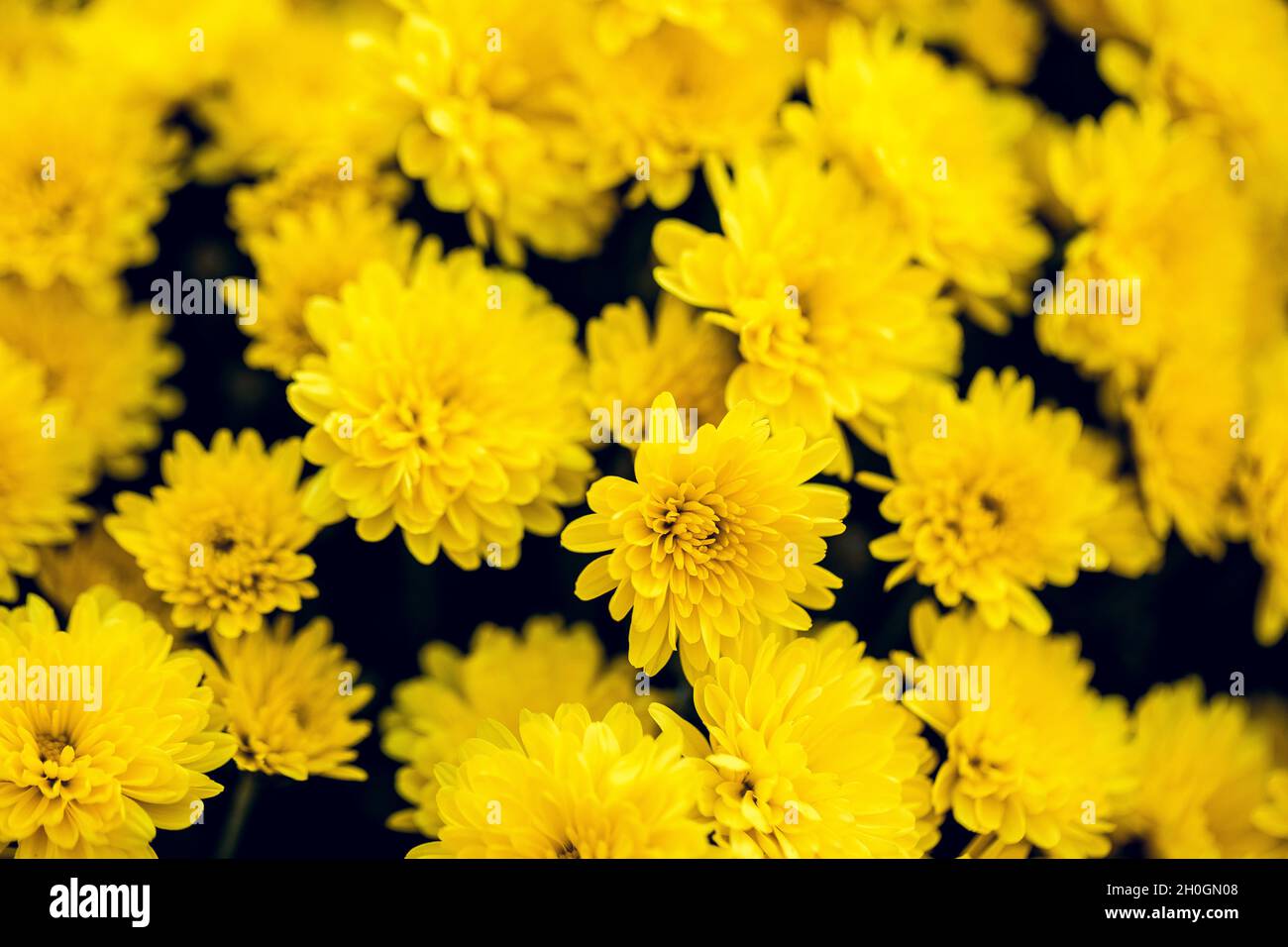 Bellissimo crisantemo in primo piano. Sfondo di fiori, fiori da giardino. Fiori orizzontali sfondo arte. Foto Stock