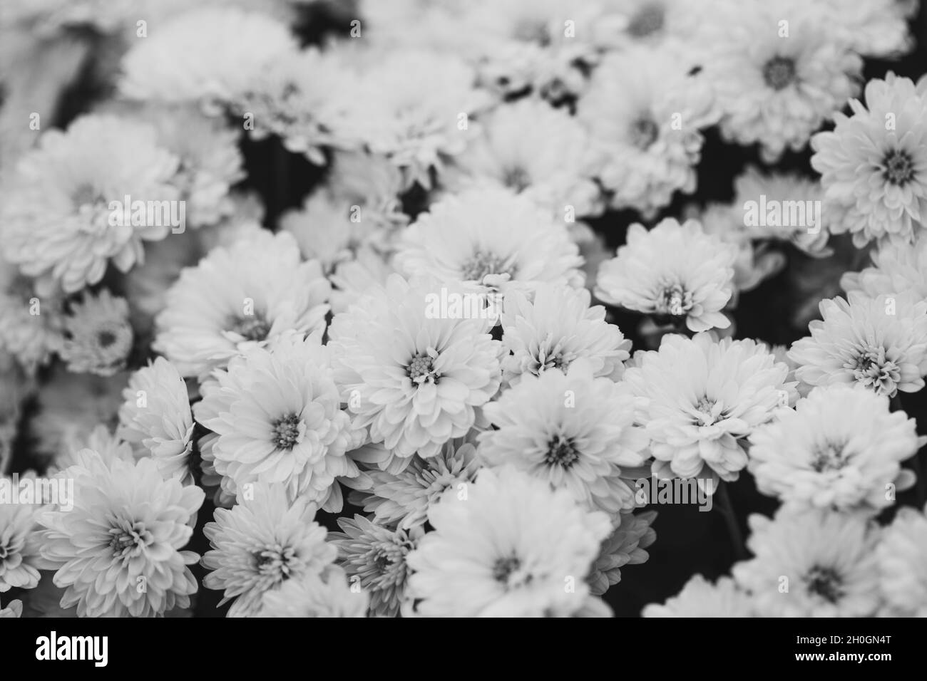 Sfondo bianco e nero orizzontale di fiori. Bellissimo crisantemo in primo piano. Sfondo di fiori, fiori da giardino. Foto Stock