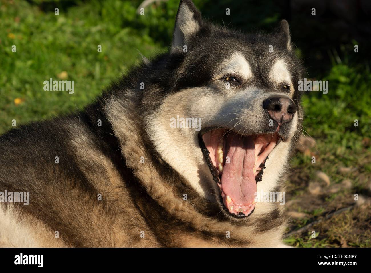 Il cane malamuto giace sull'erba e sulle uova Foto Stock