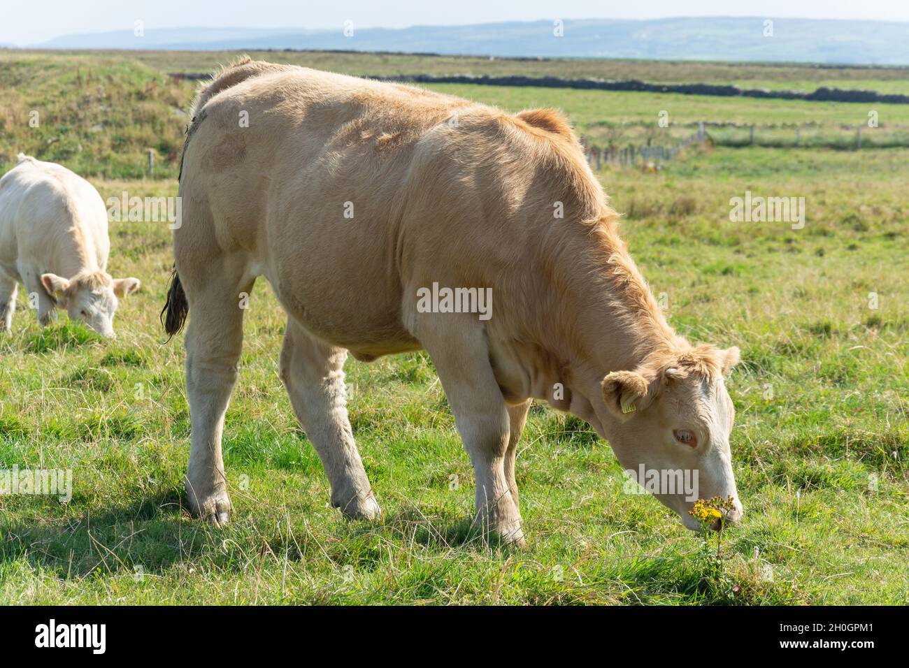 Bestiame bovino in campo alle scogliere di Moher (Aillte an Mhothair), Lahinch, County Clare, Repubblica d'Irlanda Foto Stock