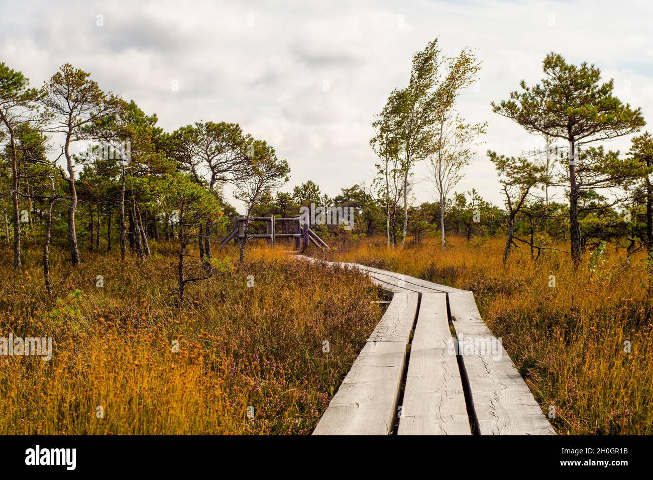 Boardwalk Bog nel Parco Nazionale di Kemeri, Jurmala Lettonia. Curva percorso in legno tra paludi, erba, laghi, foresta. Bellissimo paesaggio lettone. Foto Stock