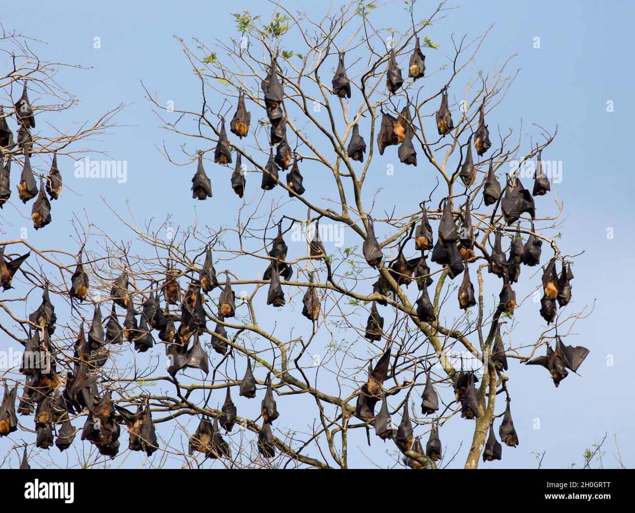 Gruppo di pipistrelli (volpi volanti) che riposano su rami in Sri Lanka Foto Stock