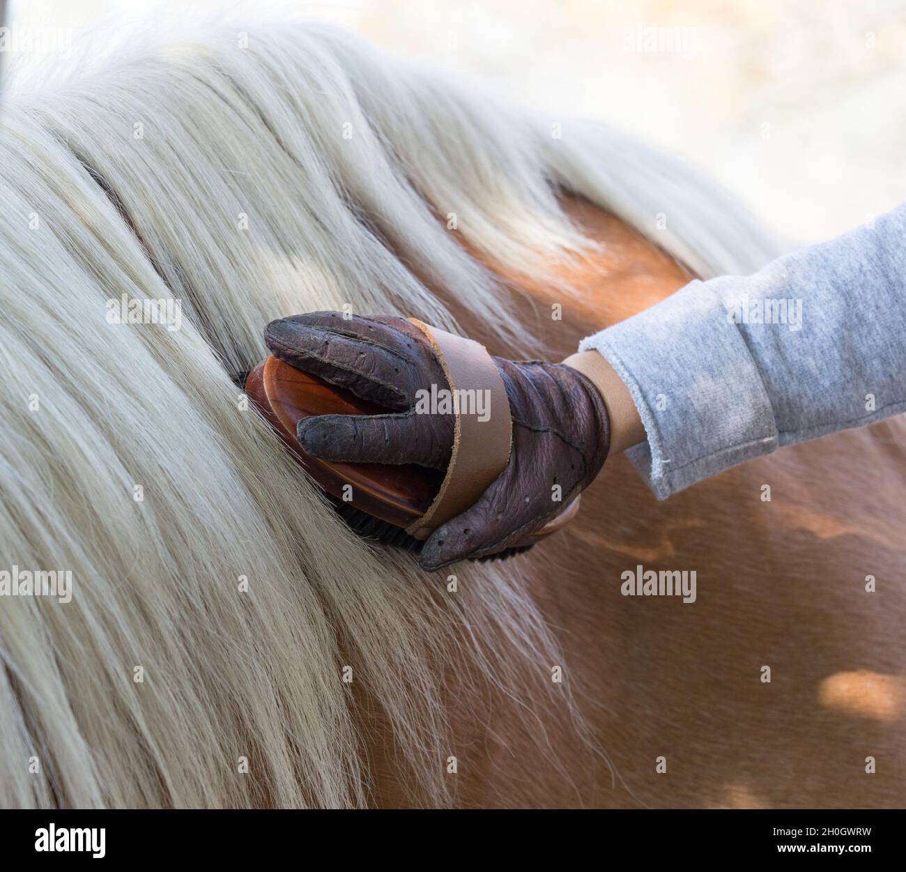 Primo piano della mano del bambino con i guanti che tengono la spazzola ed  il cavallo di pony grooming Foto stock - Alamy