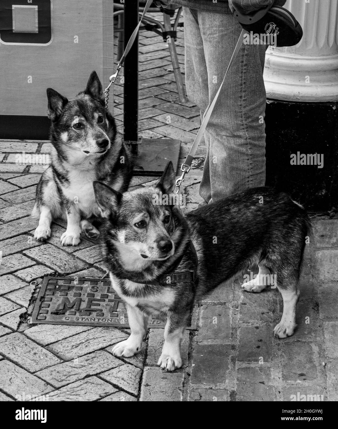 Due cani distratti da qualcosa fuori macchina fotografica. Nel quartiere dello shopping di Stamford, Lincolnshire Foto Stock