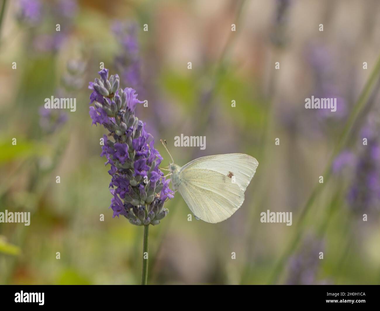 farfalla bianca su fiore viola Foto Stock