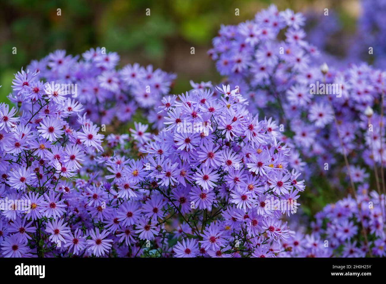 Sbalorditivo autunno perenne fioritura viola Tatarian Aster Jindai pianta. Fotografato in una giornata di sole nel mese di ottobre RHS Wisley, Surrey UK. Foto Stock