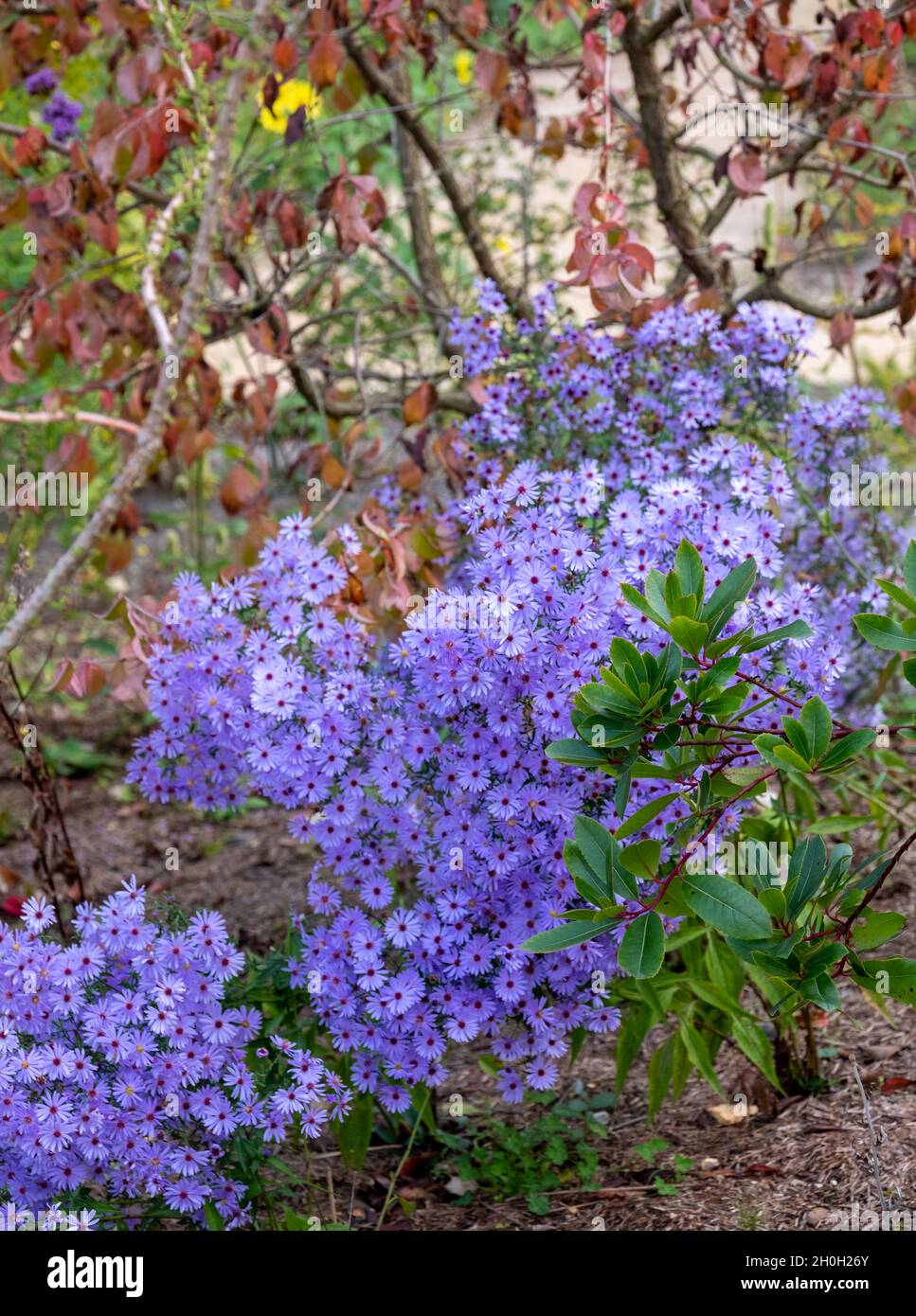 Sbalorditivo autunno perenne fioritura viola Tatarian Aster Jindai pianta. Fotografato in una giornata di sole nel mese di ottobre RHS Wisley, Surrey UK. Foto Stock