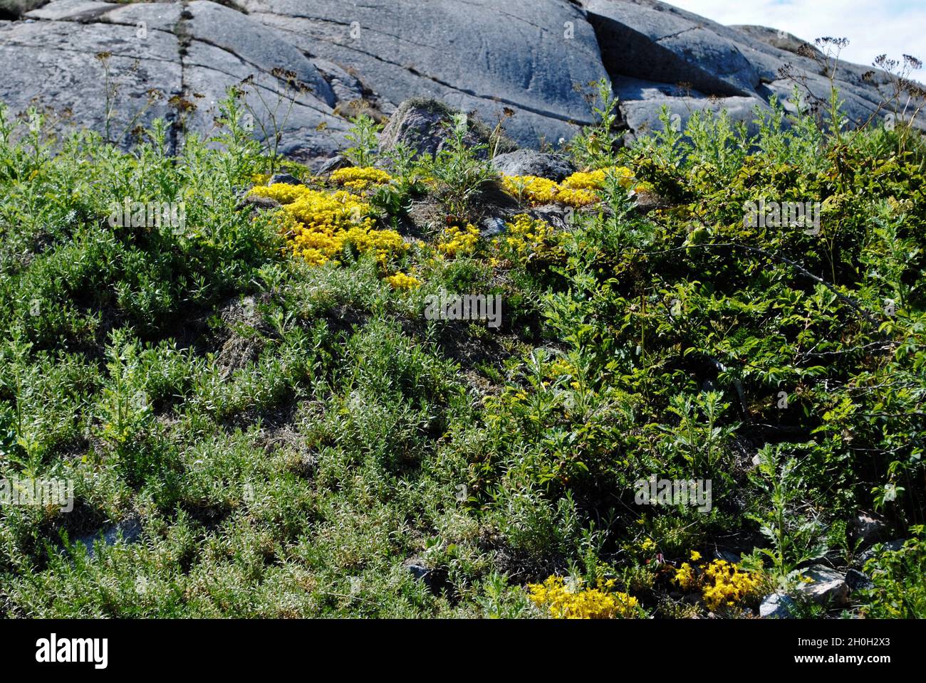 Flora sull'isola nell'arcipelago di Fjällbacka sulla costa occidentale della Svezia. Foto Stock