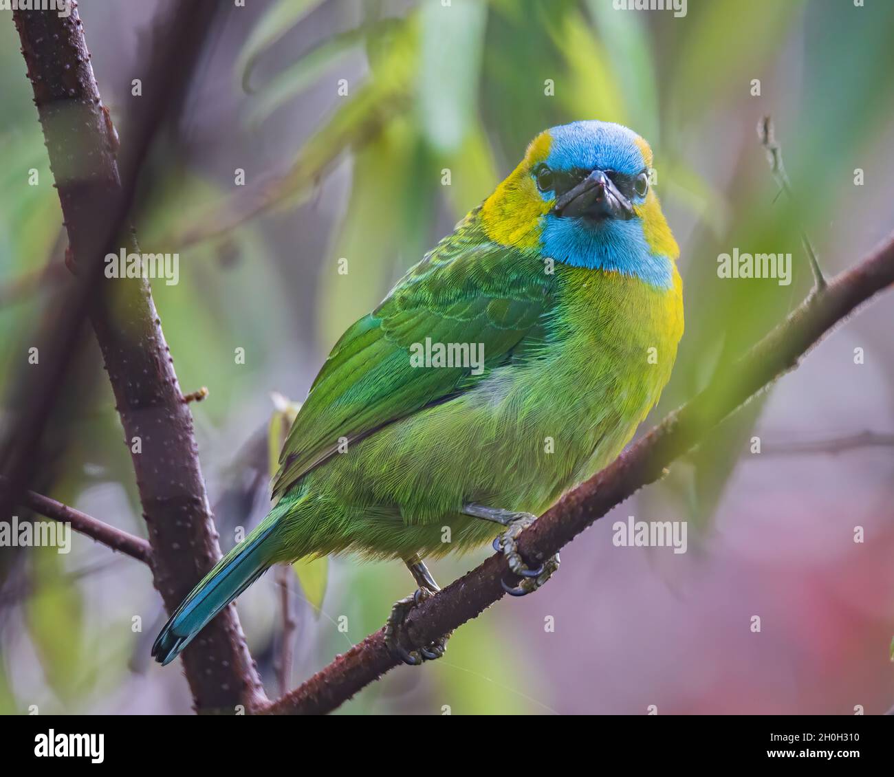 Natura fauna selvatica uccello Golden-naped Barbet uccello è anche endemico per l'isola del Borneo Foto Stock