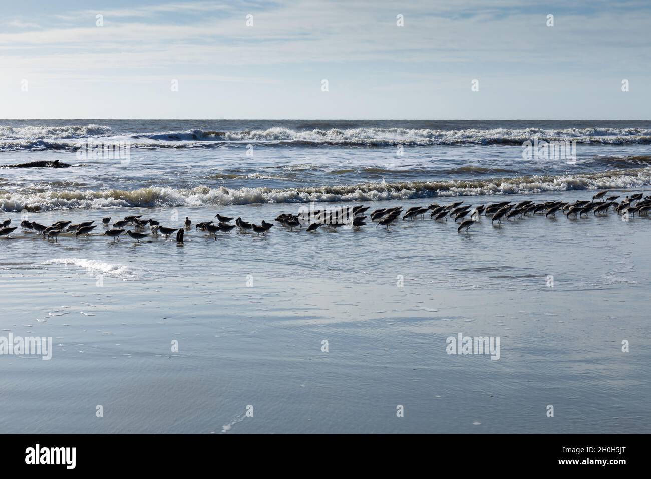 Gregge di uccelli marini nel surf su un paesaggio costiero, cielo blu al mattino presto, aspetto orizzontale Foto Stock