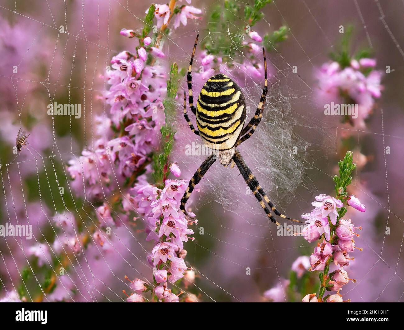 WASP Spider (Argiope bruennichi) o zebra Spider nella rete di cattura nella brughiera, Renania settentrionale-Vestfalia, Germania Foto Stock