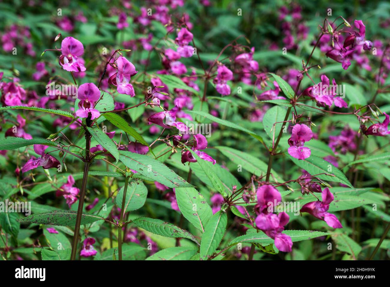 Tocco-me-non-ghiandolare, anche Himalayan balsam (Impatiens glandulifera) touch-me-non o rosso touch-me-non, Oberallgaeu, Allgaeu, Baviera, Germania Foto Stock