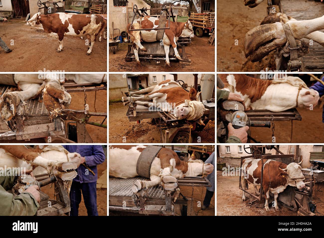 Zoccolo per bovini immagini e fotografie stock ad alta risoluzione - Alamy