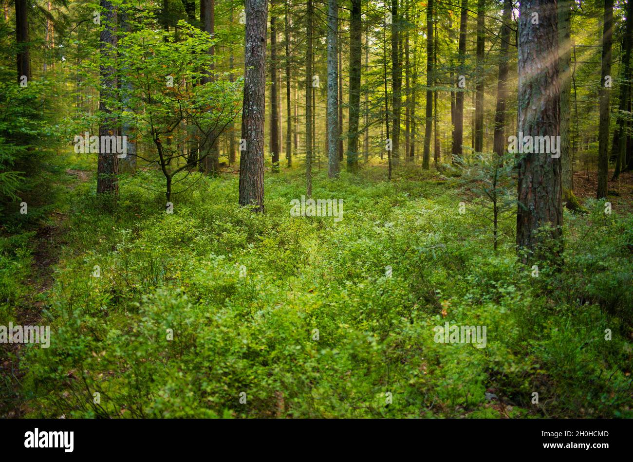 Foresta mista allagata alla luce, Kaltenbronn, Foresta Nera, Baden-Wuerttemberg, Germania Foto Stock