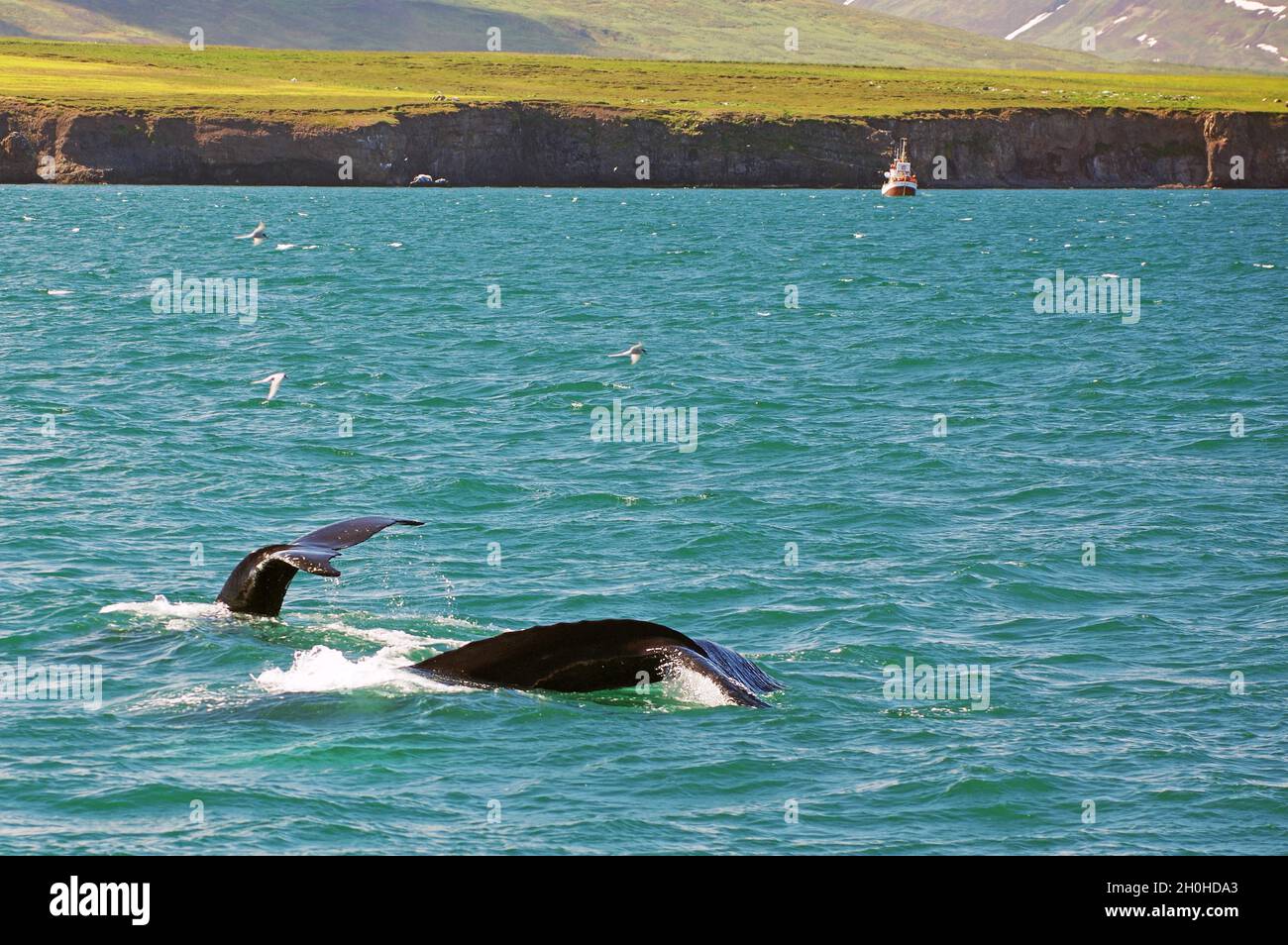 Due immersioni megattere, fiordo e costa, eyjafjoerdur, Akureyri, Islanda Foto Stock