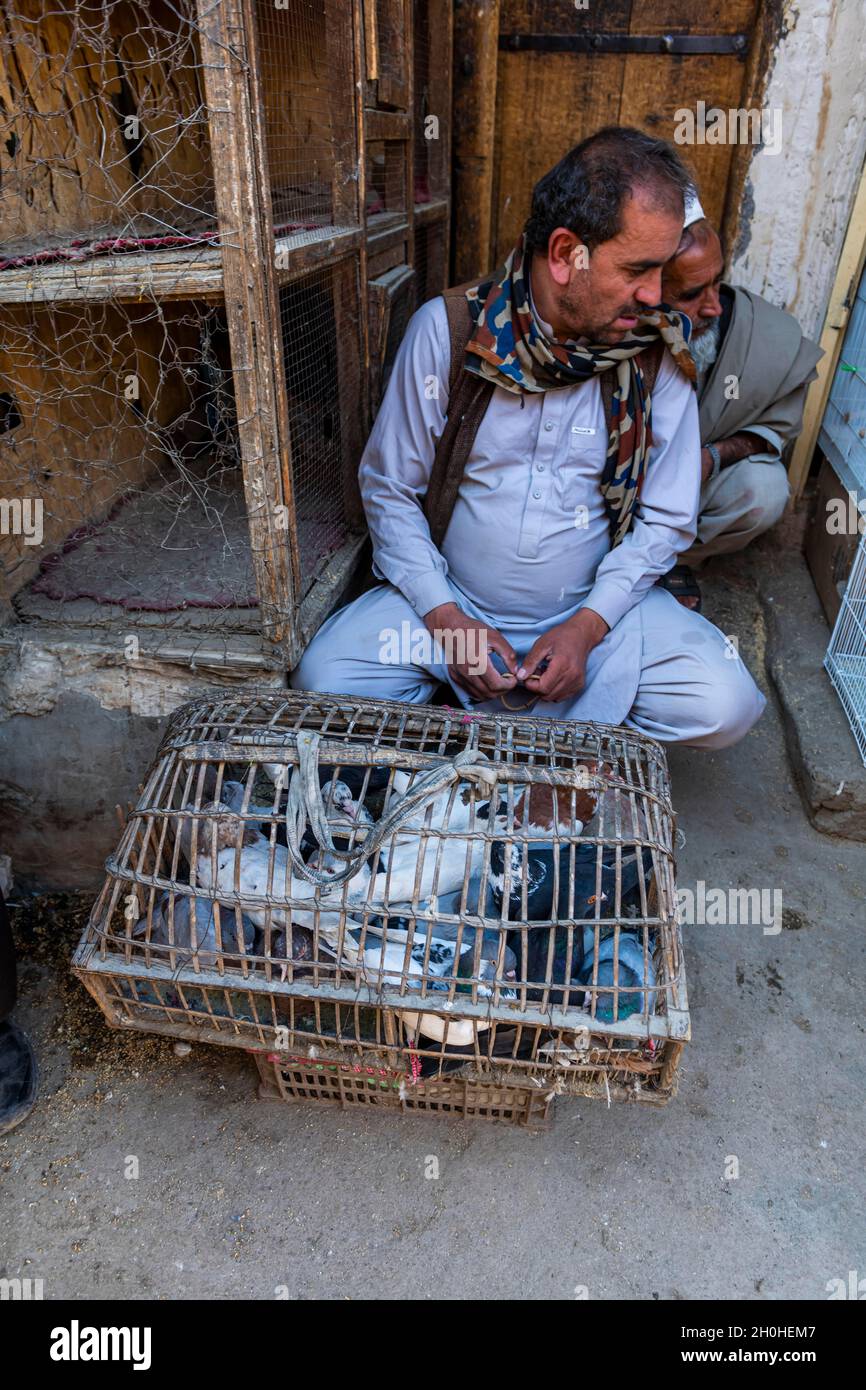 Bird in vendita, Bird Street, Kabul, Afghanistan Foto Stock