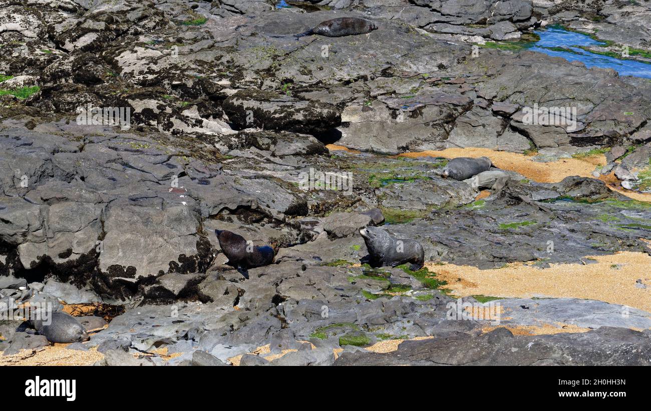 Tempo di asciugatura e riscaldamento, le foca in pelliccia si sono tirate fuori sul litorale roccioso. Foto Stock