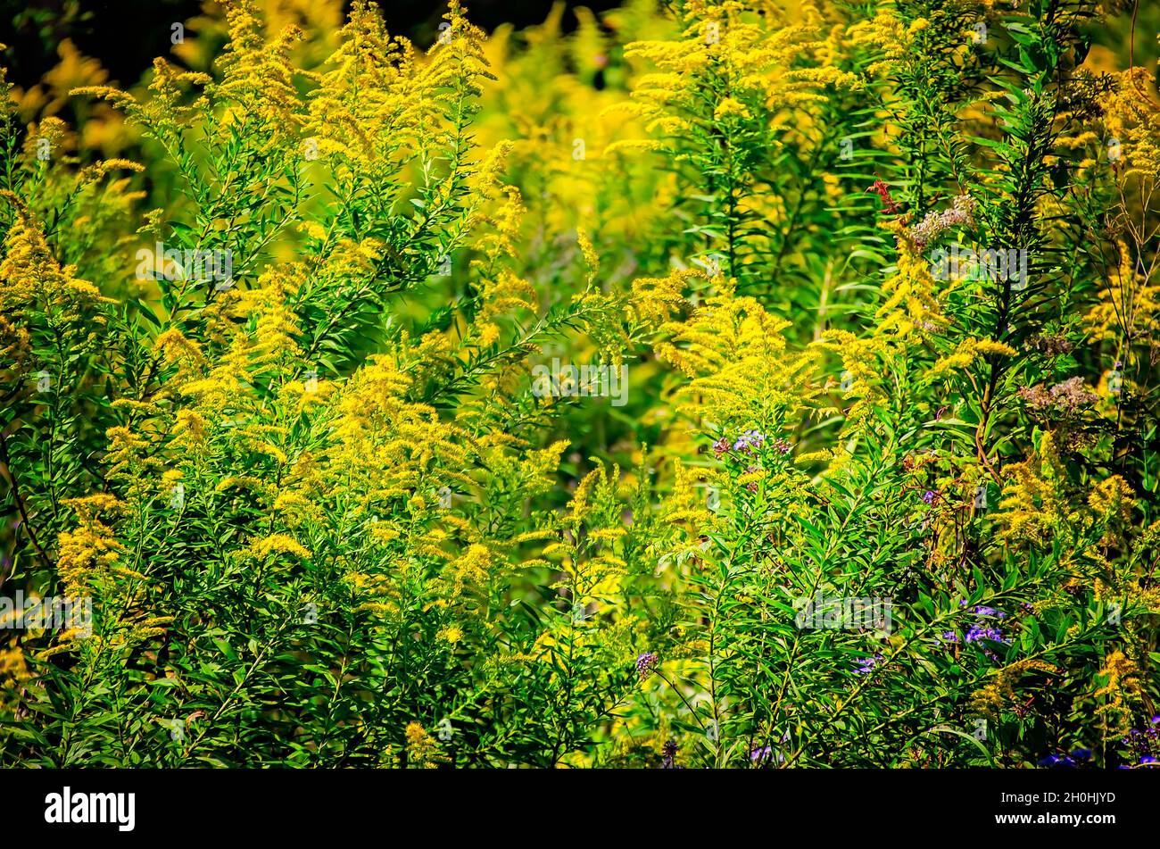 Goldenrod (Solidago) cresce selvaggio, 9 ottobre 2021, a Irvington, Alabama. Il fiore selvatico nativo cresce fino a circa cinque piedi di altezza. Foto Stock