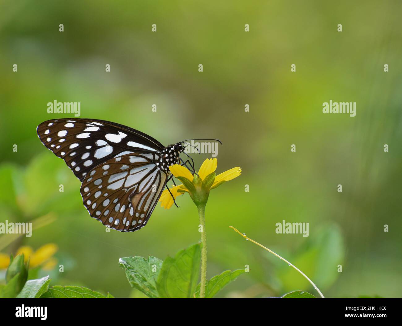 Farfalla tigre blu su fiore giallo, sfondo verde Foto Stock