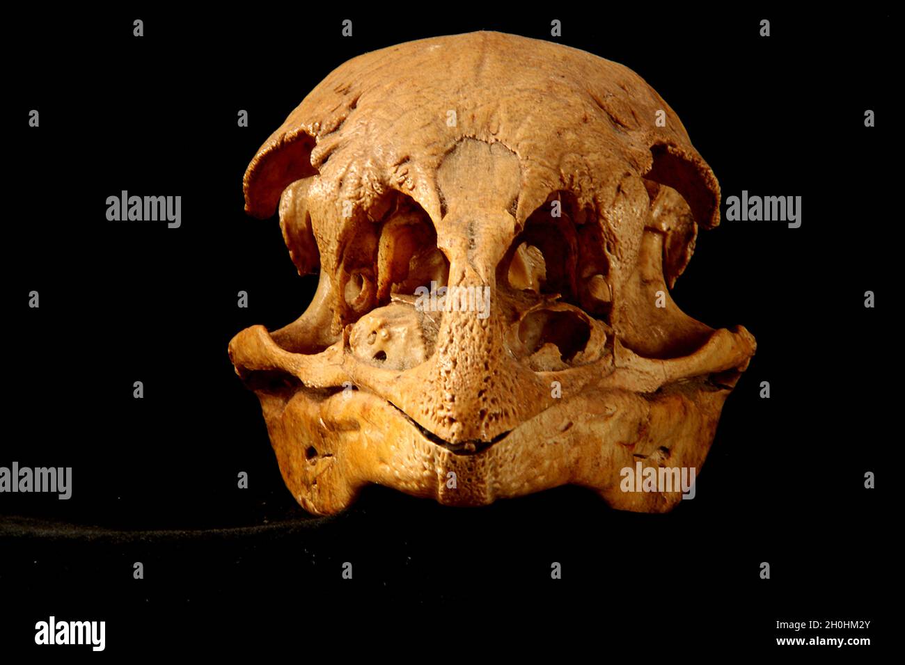 Cranio del cespuglio neozelandese estinto moa (Anomalopteryx dididiformis) Foto Stock