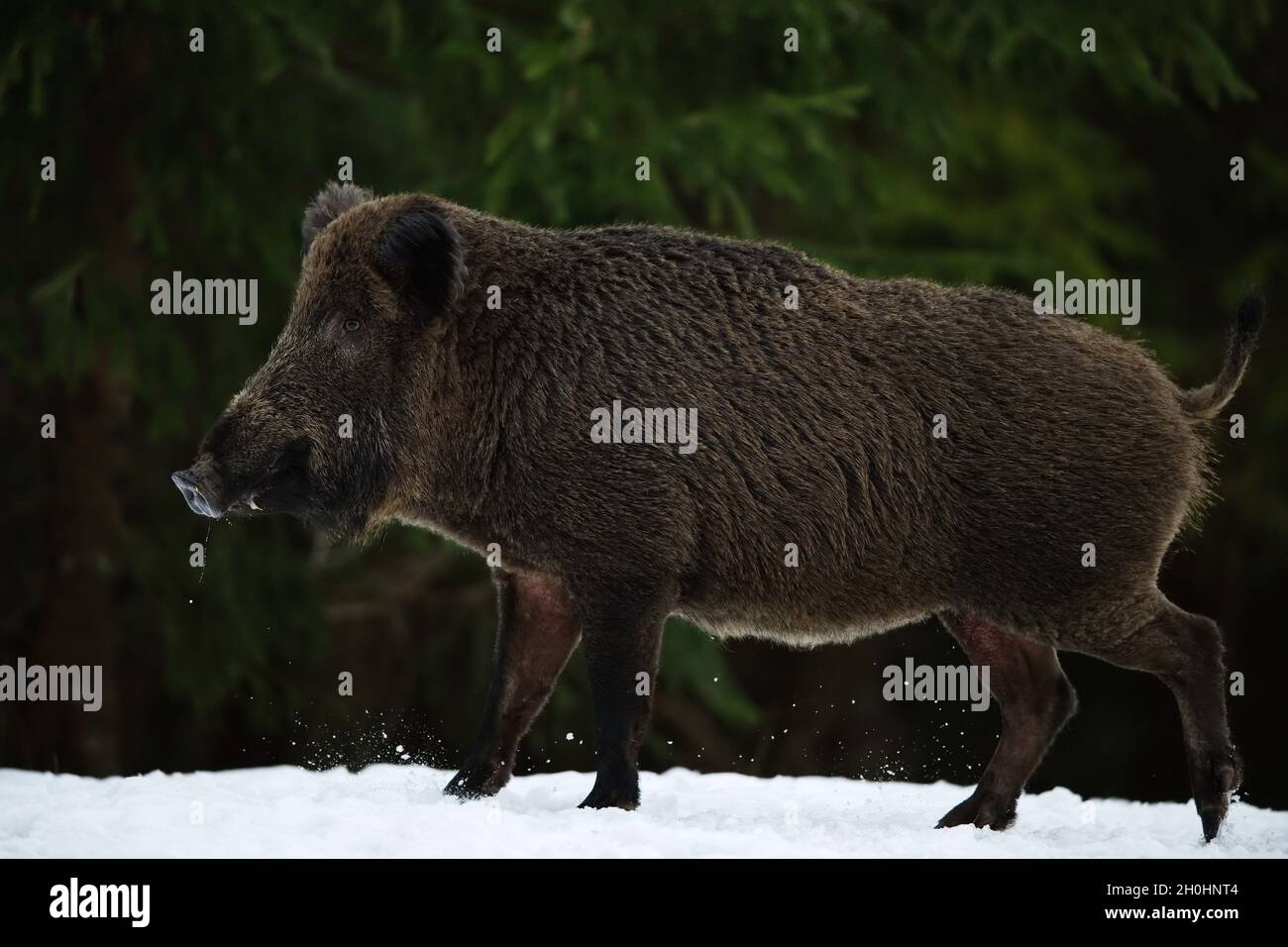 Cinghiale a piedi su sfondo foresta di neve Foto Stock