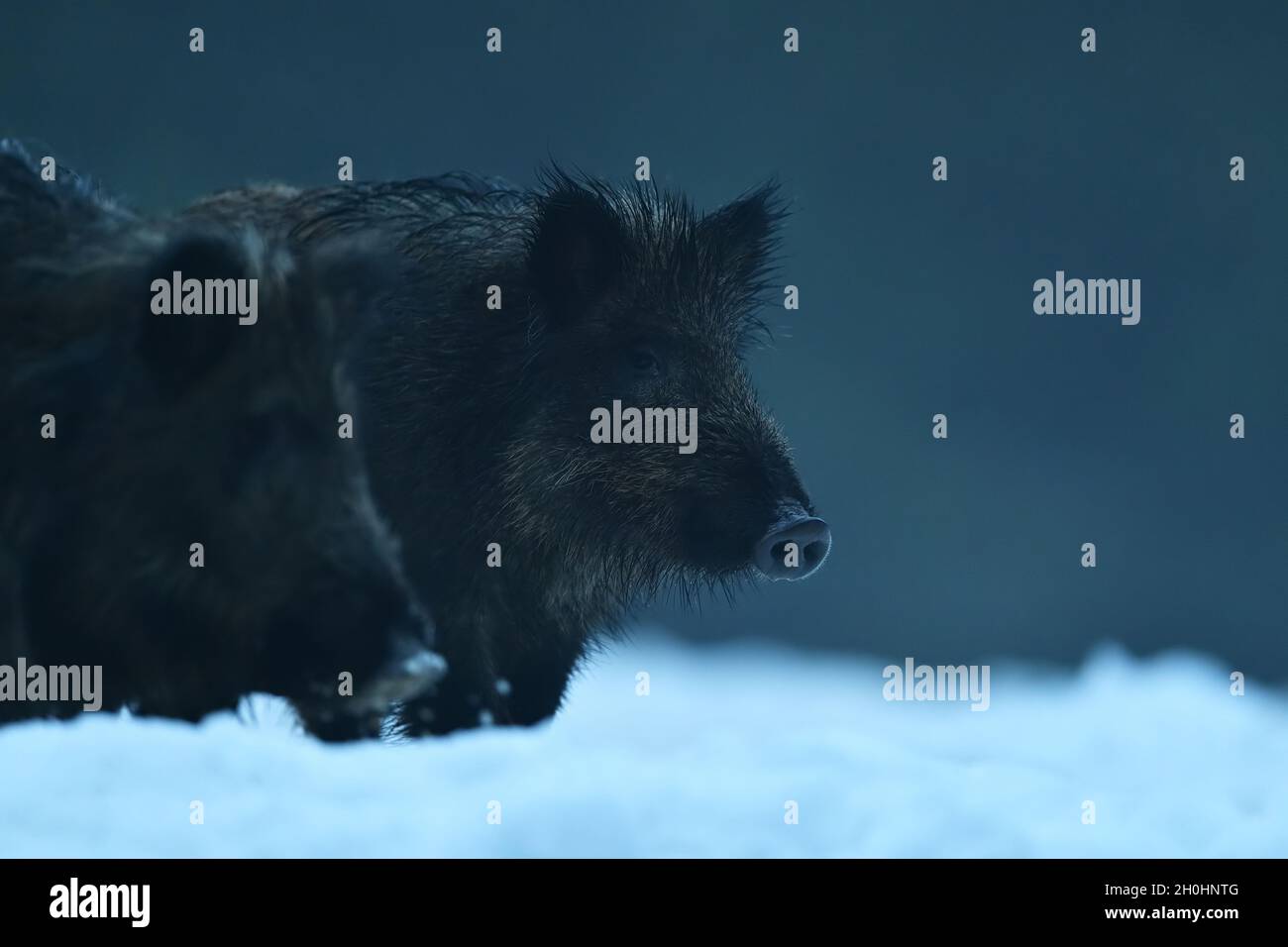 Ritratto di cinghiale in tarda serata in inverno Foto Stock