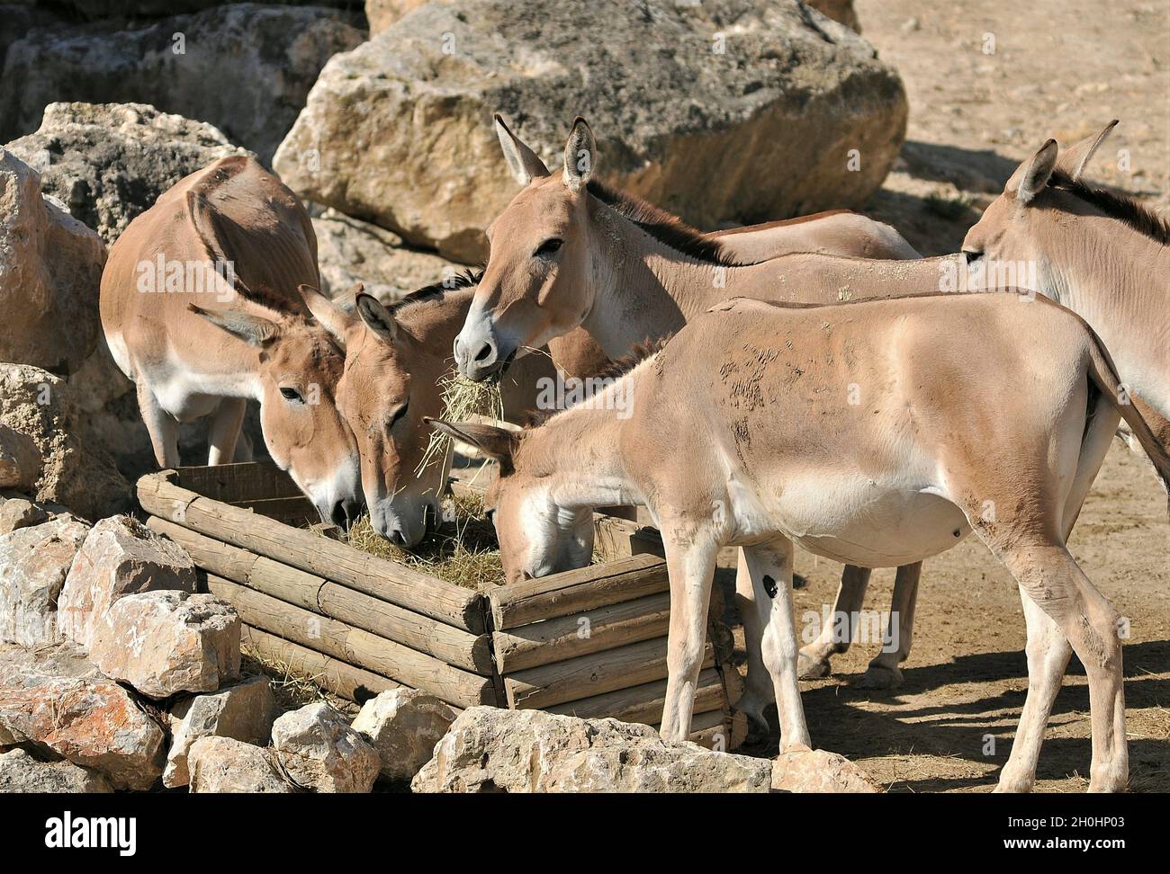 Equus hemionus onager nella riserva africana di Sigean-Francia Foto Stock