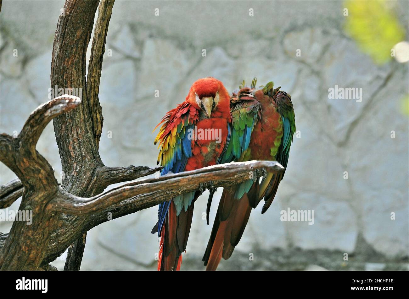 Macaws (Psittacidae) nella riserva africana di Sigean-France Foto Stock
