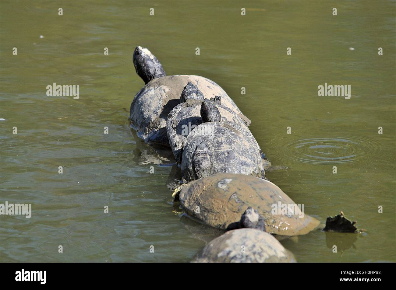 Tartarughe nella riserva africana di Sigean-France Foto Stock