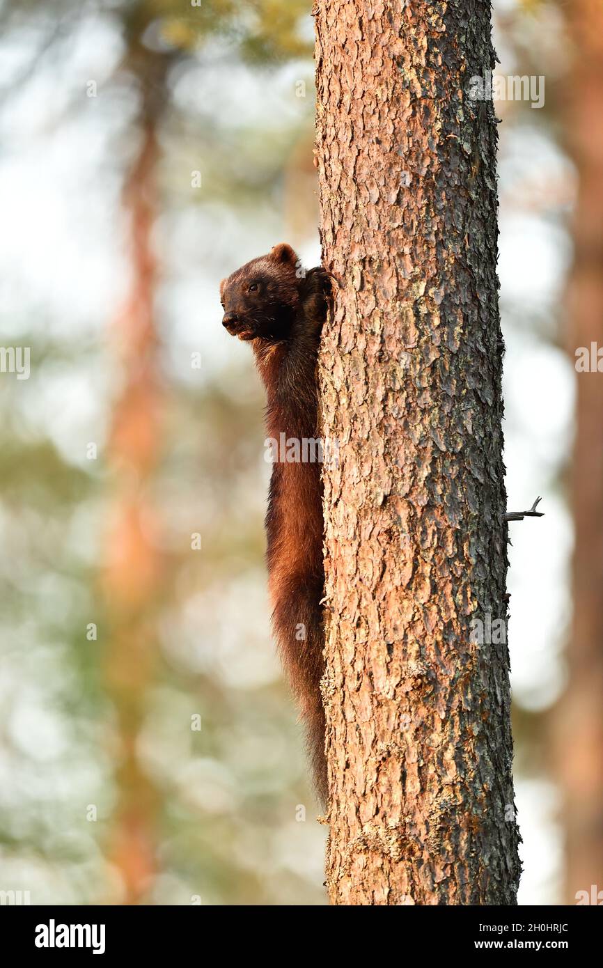 Wolverine su albero. Arrampicata Wolverine. Foto Stock
