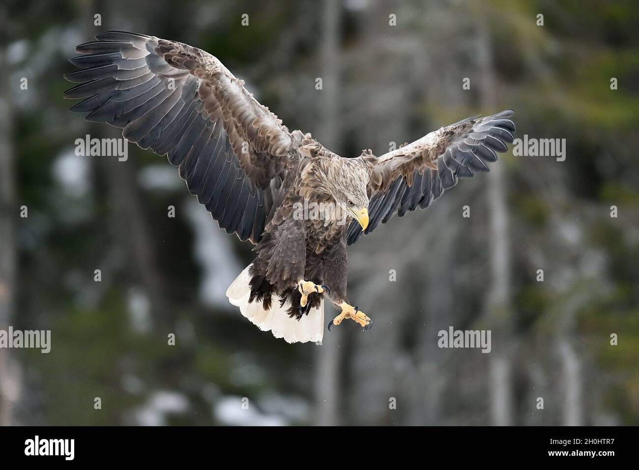 artigli di atterraggio dell'aquila davanti Foto Stock