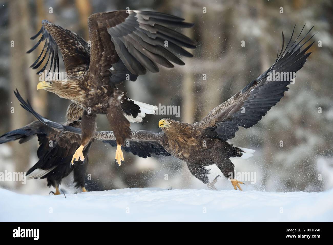 Caccia all'aquila. Azione delle aquile. Aquile aggressione. Le aquile combattono. Foto Stock