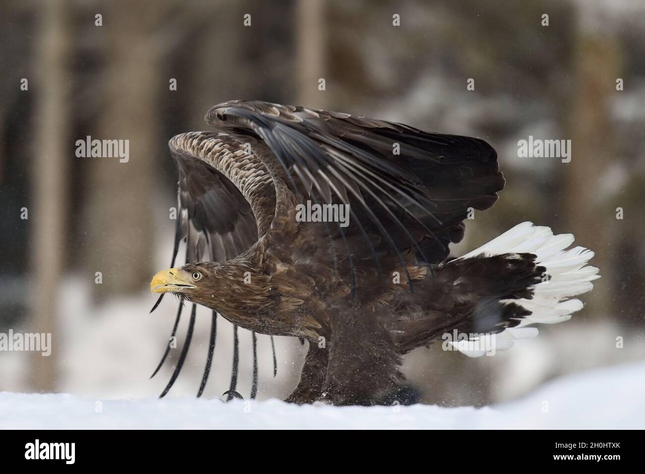 White Tailed eagle sulla neve Foto Stock