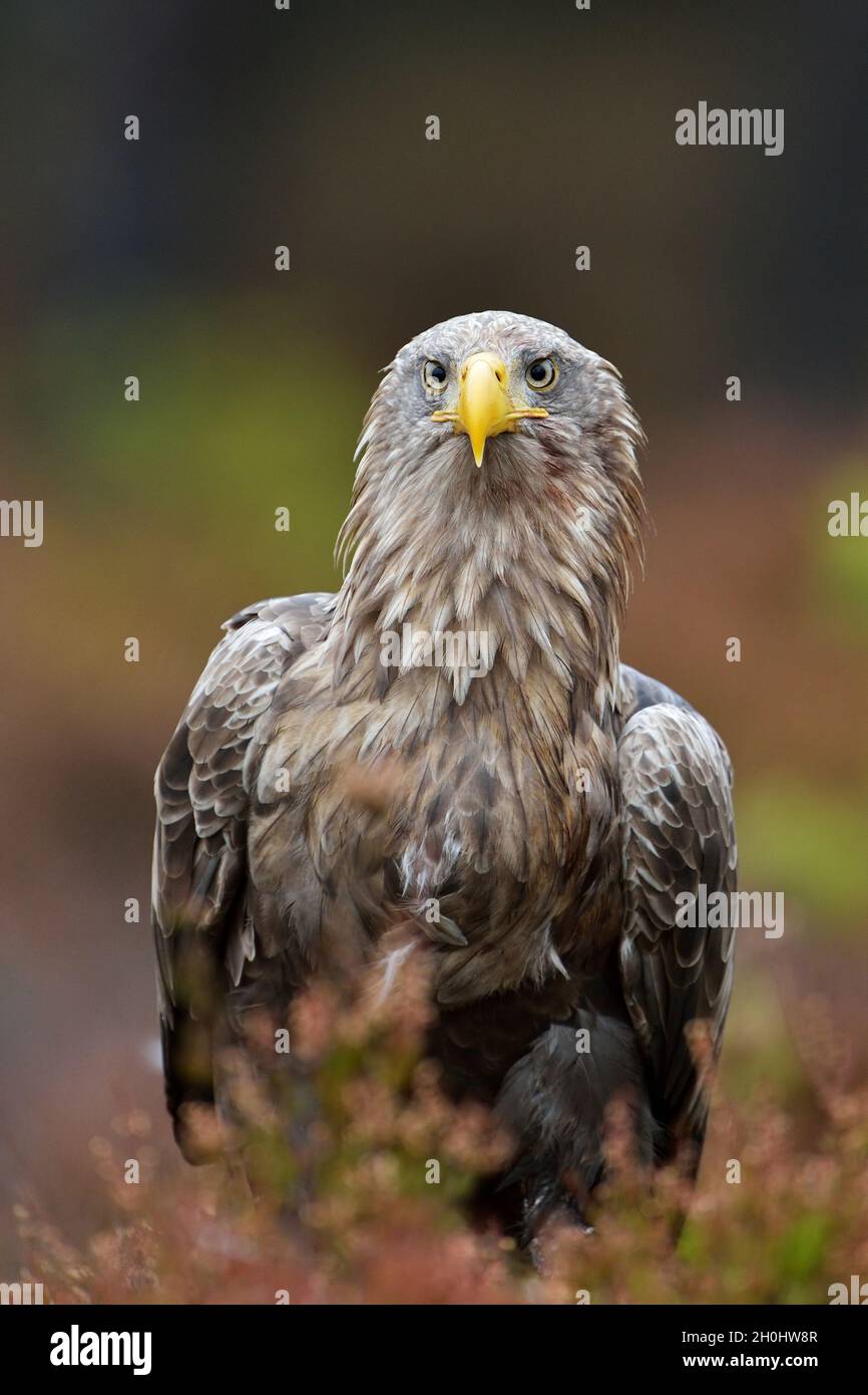 Adulto eagle ritratto nella torbiera Foto Stock