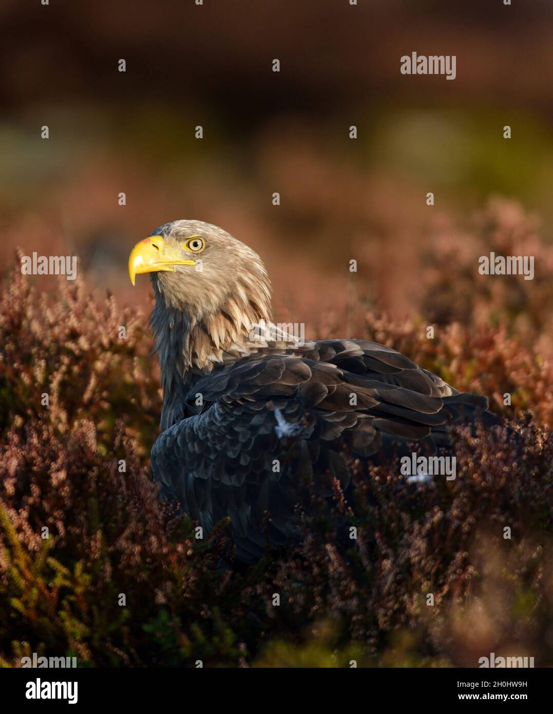 White-tailed sea eagle ritratto nella torbiera Foto Stock