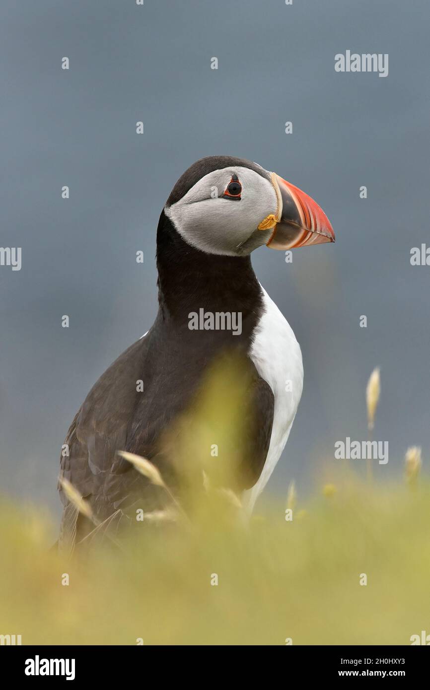 Atlantic puffin (Fratercula Arctica ritratto). L'Islanda. Foto Stock