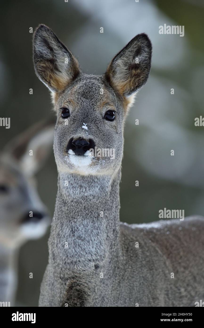 Capriolo ritratto in inverno Foto Stock