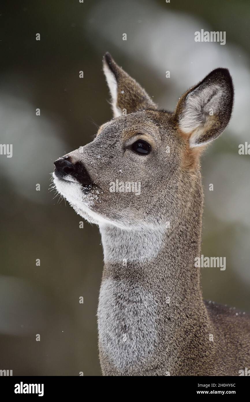 Capriolo ritratto in inverno Foto Stock