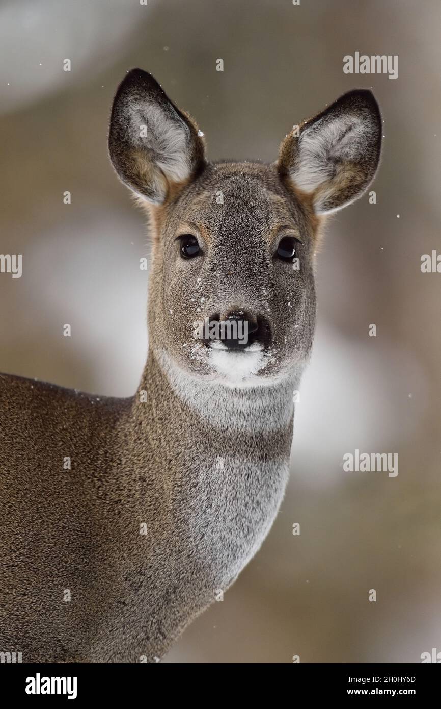 Capriolo ritratto in inverno Foto Stock