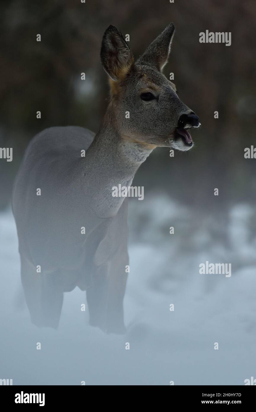 Capriolo (Capreolus capreolus) ritratto di mattina presto in inverno. Capriolo in bassa luce nella foresta. Capriolo mangiare sulla neve. Bocca capriolo aperta. Foto Stock