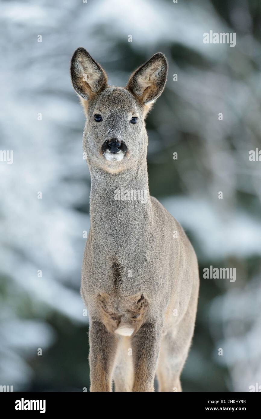 Capriolo ritratto in inverno Foto Stock